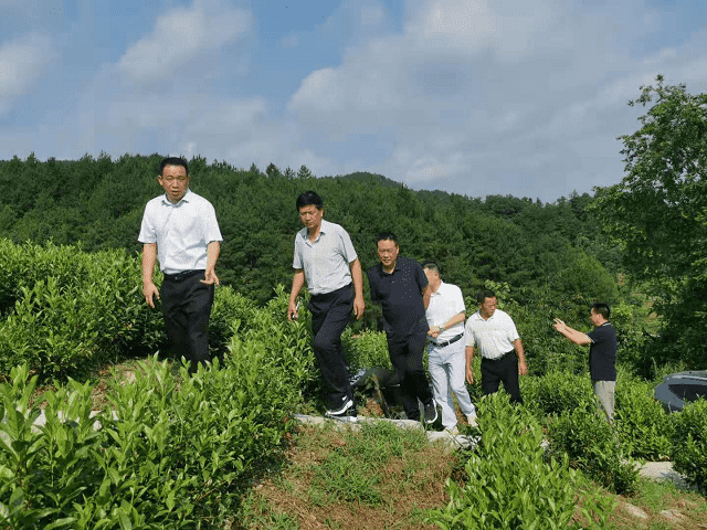 民革铜仁市委调研茶旅融合发展助推乡村振兴