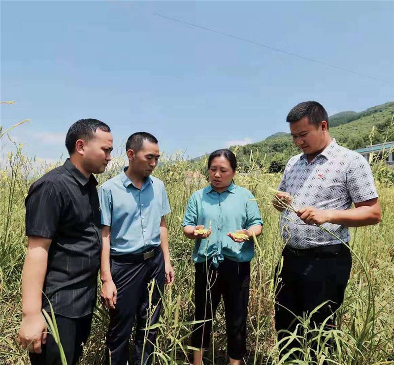 民族画报社到石阡县采访调研种养殖业