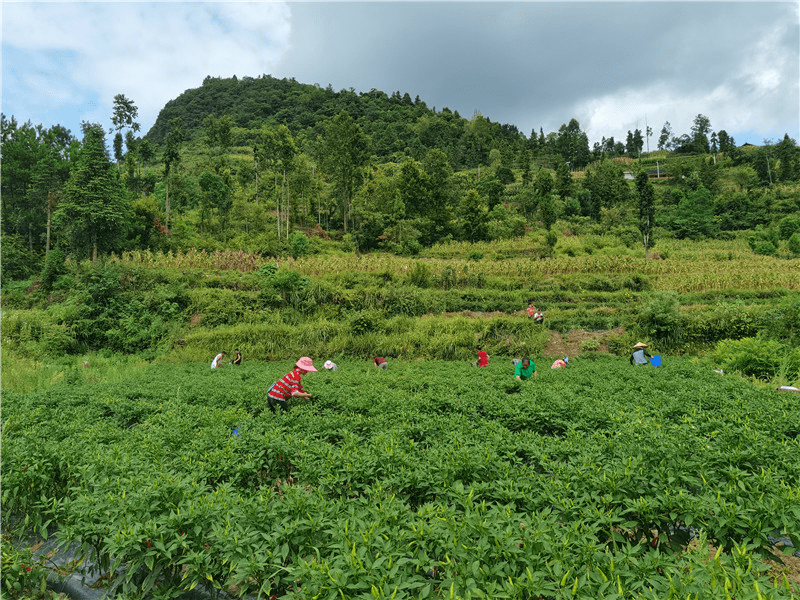 铜仁市统一战线助力乡村振兴随手拍（第三期）