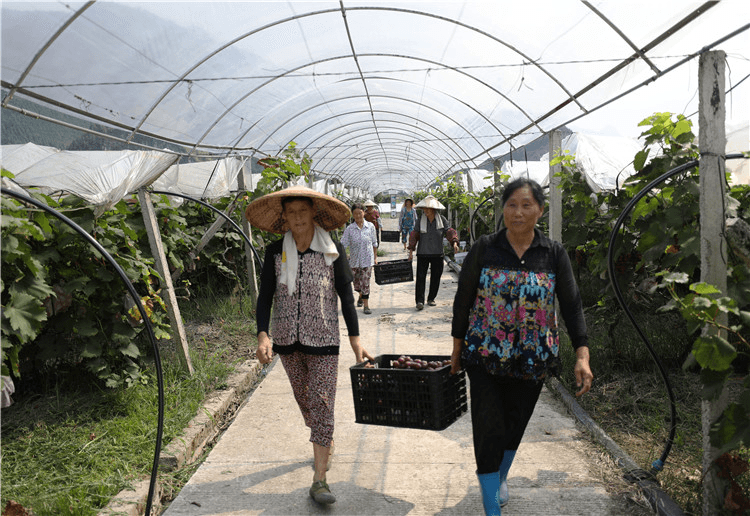 江口县闵孝镇：发展特色水果产业 助推乡村振兴