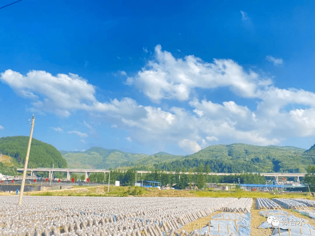 “千菇万户”落地，致富之路开花——合水镇发展食用菌产业助推乡村振兴侧记