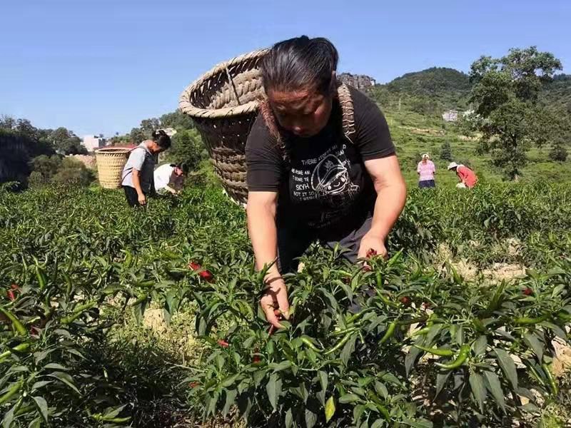 思南县：“同心兴思”助发展，发展产业兴乡村
