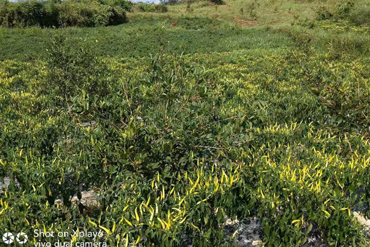 思南县：“同心兴思”助发展，发展产业兴乡村