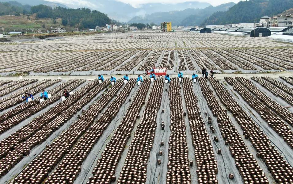 印江自治县“3+3”模式做强村级集体经济