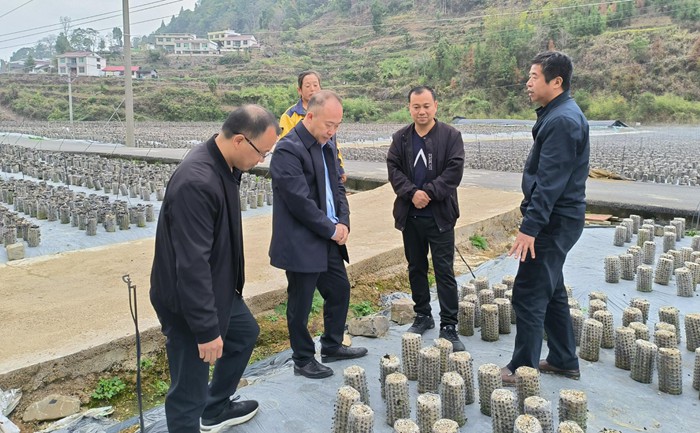 九三学社铜仁市委组织开展食用菌助农增收专题调研