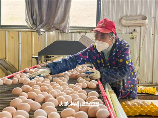 一枚小鸡蛋，撬动铜仁百亿富民产业