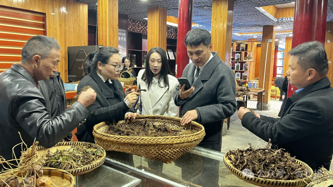 海外客商寻脉松桃非遗谋出海——贵州省海外企业赴松桃调研苗医药与茶产业