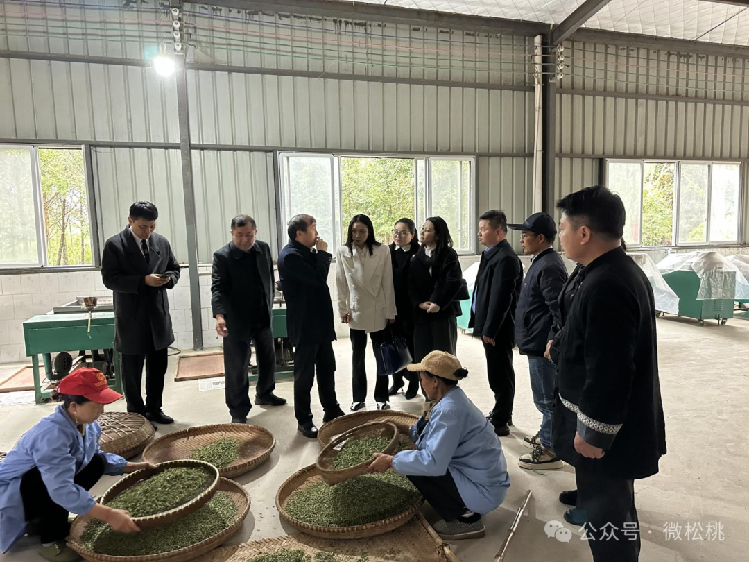 海外客商寻脉松桃非遗谋出海——贵州省海外企业赴松桃调研苗医药与茶产业
