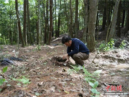 从“一株药”转向“一条链”！  中新网关注德江天麻助农增收致富